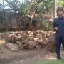Penjaga sekaligus pengurus temuan batu dari abad ke-6 Candi Bojong Menje, Dadang Nugraha di Desa Cangkuang, Kecamatan Rancaekek, Kabupaten Bandung. (Yanuar/Jabar Ekspres)