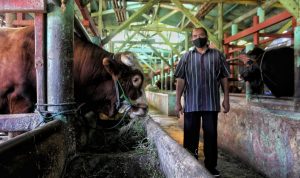 Imbas PMK, Suplai Sapi Terbatas, Peternak di Bandung Lihat Celah Positif