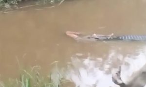 Geger Buaya Bawa Mayat Korbannya di Sungai Wungguloko Geger Buaya Bawa Mayat Korbannya di Sungai Wungguloko