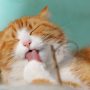 Ilustrasi: Kucing. (Pixabay)