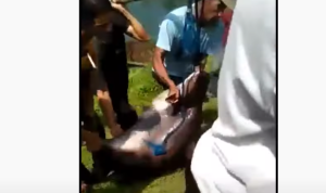 Ikan Patin Raksasa Ditangkap di Danau Lido Bogor, Sebesar Kambing