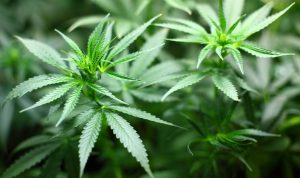 Illustrasi: Tanaman ganja. (Pixabay)