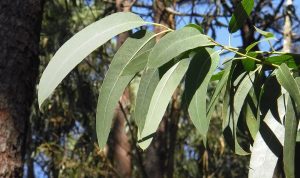 Jenazah Eril Berbau Wangi Eucalyptus, Ini Gambaran Aroma dan Segudang Manfaatnya Daun Eucalyptus yang mengeluarkan wangi segar. (pixabay)