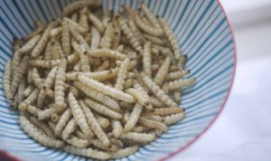 Ilustrasi Salah satu makanan aneh yang berutris tinggi yakni larva. (pixabay)