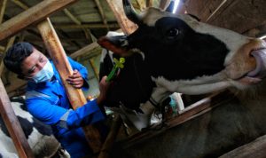 Pemberian Vaksinasi PMK kepada hewan ternak untuk meminimalisir penularan PMK. Agar suplay susu ke Jabar kembali normal. Foto. Deni Jabar Ekspres.