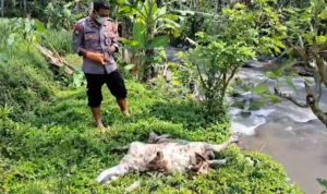 Puluhan bangkai kambing yang ditemukan mengambang di sungai. (ist)