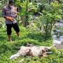 Puluhan bangkai kambing yang ditemukan mengambang di sungai. (ist)