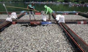 Puluhan ton ikan mati di Waduk Darma, Kuningan. (Istimewa)