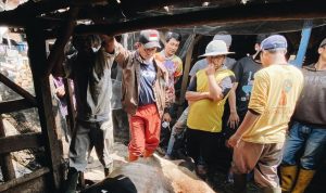 Sapi perah di Pangalengan di duga terinfeksi PMK. (ist)