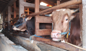 Gotong Royong Bisa Jadi Solusi Swasembada Daging Sapi