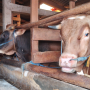 Gotong Royong Bisa Jadi Solusi Swasembada Daging Sapi