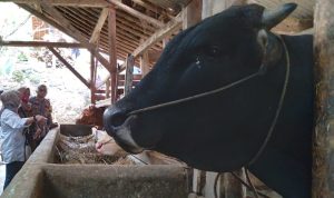 Peternakan sapi di Desa Pasirnanjung, Kecamatan Cimanggung, Kabupaten Sumedang. (Yanuar/Jabar Ekspres)