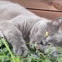 Mengapa Kucing Menyukai Tanaman Catnip? Simak Penjelasannya
