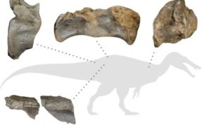 Diagram menunjukkan sisa-sisa fosil dinosaurus yang ditemukan di Isle of Wight [Barker et al/Handout via Reuters]
