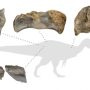Diagram menunjukkan sisa-sisa fosil dinosaurus yang ditemukan di Isle of Wight [Barker et al/Handout via Reuters]