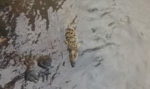 Geger! Buaya Liar di Sungai Dekat Permukiman Warga, Mulutnya Ditutup Lakban