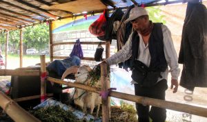 Imbas PMK, Penjualan Hewan Kurban Merosot Pedagang Hewan Ternak Utang Herman (63) tengah memberi makan ternak miliknya di lokasi penjualannya di Jalan Soekarno Hatta, Kecamatan Cinambo, Kota Bandung, Kamis (23/6). (Deni Armansyah/Jabar Ekspres)