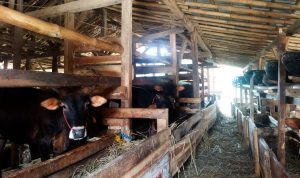 Jelang Idul Adha, Peternak Sapi: Omzet Naik 50 Persen