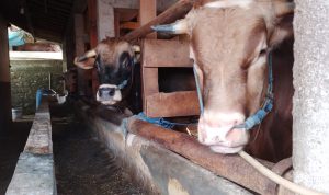 Sapi ternak milik Rahmat Hidayat di Desa Cileles, Kecamatan Jatinangor, Kabupaten Sumedang. (Yanuar/Jabar Ekspres)