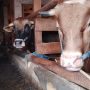 Sapi ternak milik Rahmat Hidayat di Desa Cileles, Kecamatan Jatinangor, Kabupaten Sumedang. (Yanuar/Jabar Ekspres)