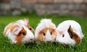 5 Rekomendasi Hewan Peliharaan yang Aman bagi Anak