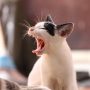 3 Ciri-Ciri Kucing Terinfeksi Rabies, Hati-Hati Bisa Menular!