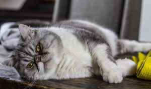 ILUSTRASI: Kucing gemuk. (Pixabay)