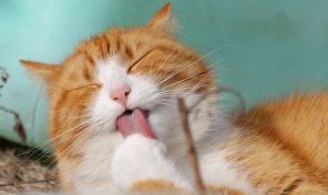 Wajib Tahu! Inilah 4 Jenis Vaksin untuk Kucing Kesayanganmu Wajib Tahu! Inilah 4 Jenis Vaksin untuk Kucing Kesayanganmu