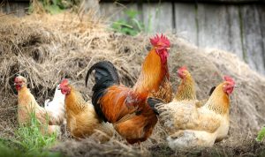 Larangan Ekspor Malaysia, Singapura Incar Ayam Indonesia ILUSTRASI: Ayam. (Pixabay)