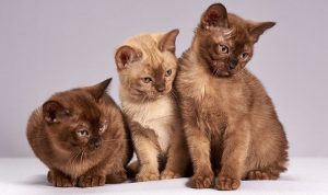 Kapan Waktu yang Tepat untuk Memandikan Anak Kucing? Berikut Penjelasannya Kapan Waktu yang Tepat untuk Memandikan Anak Kucing? Berikut Penjelasannya