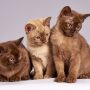 Kapan Waktu yang Tepat untuk Memandikan Anak Kucing? Berikut Penjelasannya