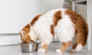 ilustrasi kucing makan (freepik)