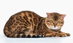 5 Ras Kucing Termahal di Dunia, Harganya Ada yang Mencapai 1 Miliar
