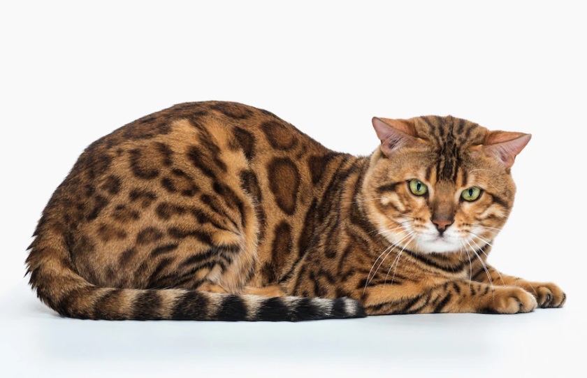 5 Ras Kucing Termahal di Dunia, Harganya Ada yang Mencapai 1 Miliar ...