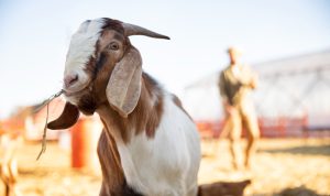 Khutbah Idul Adha Singkat, Tentang Kesalahan Ibadah Kurban Ilustrasi Khutbah Idul Adha Singkat, Tentang Kesalahan Ibadah Kurban (freepik)