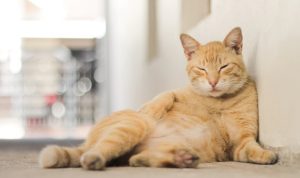 ilustrasi kucing (freepik)