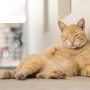 ilustrasi kucing (freepik)