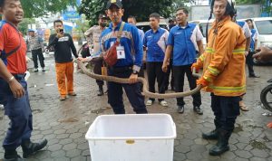 Petugas pemadam kebakaran berhasil mengevakuasi ular king kobra yang keluar dari dalam paket. (ist)