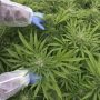 ganja medis