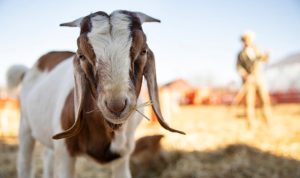 Jelang Hari Raya Idul Adha, Begini Kriteria Hewan Qurban