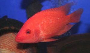 Apa Itu Ikan Red Devil? Ikan yang Meresahkan Nelayan Danau Toba Apa Itu Ikan Red Devil? Ikan yang Meresahkan Nelayan Danau Toba