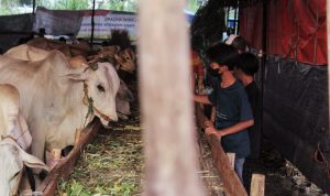 Hewan kurban di Kota Bandung, Jawa Barat., dilaporkan DKPP Jabar ada hean kurban yang tidak layak di konsumsi. Foto. Deni Jabar ekspres.