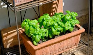 Tanaman basil atau kemangi juga sangat efektif mengusir nyamuk. (pixabay)
