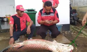 Warga Cipeujeuh Kabupaten Garut menemukan ikan Arapaima raksasa usai banjir surut akhir pekan kemarin.-Yana Taryana/Rakyat Garut-