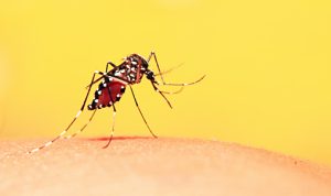 Ciri-ciri Nyamuk demam Berdarah, yang menyebabkan penyakit DBD. (pixabay)