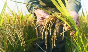 Ilustrasi food estate, pembukaan lahan pertanian baru menjadi Kesempatan Realisasikan Kemandirian Pangan Indonesia. (pixabay)
