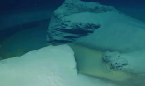 Kolam kematian di Dasar Laut Merah yang tak ada oksigen dengan konsentrasi air garam tinggi, ( Viral-OceanX-YouTube Channel)