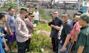 Kerbau Lepas Mengamuk hingga Ditembak, Polisi Jelaskan Penyebabnya