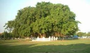 Pohon beringin yang tumbuh besar memberikan kesan angker, ditambah mitos yang berkembang membuat pohon ini memiliki aura mistis.