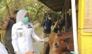Wakil Walikota Palembang Fitrian Agustinda (Fitri) saat melakukan sidak bersama BPOM ke peternakan Nurul Farm di IB 1 Palembang. Dia ingin pastikan hewan kurban bebas PMK. (foto:septa/radar palembang)----
